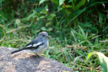 Female Oriental magpie-robin (Copsychus saularis) in Hong Kong Wetland Park at sunny day
