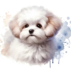 흰 배경, 말티푸, 수채화. jpeg (white background, Maltipoo, water colour, jpeg) 
