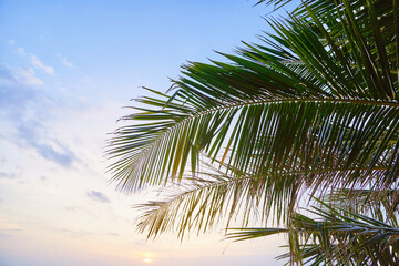 Background of green palm branch against sunset sky