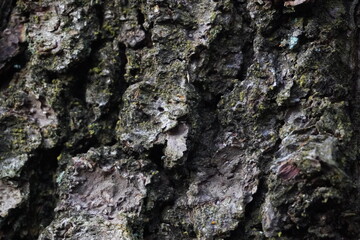 A close-up of rugged tree bark with moss and natural textures, showcasing intricate details and earthy tones.