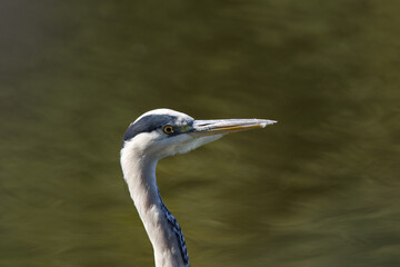 head gray heron with yellow eyes, close up gray heron at a sunny day, Grey heron from the side,...