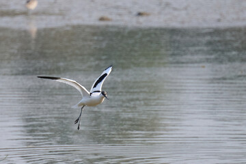 Pied avocet (Recurvirostra avosetta) flying in Hong Kong Wetland Park at sunny day
