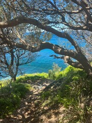 trees on the bank of lake