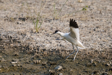 Pied avocet (Recurvirostra avosetta) flying in Hong Kong Wetland Park at sunny day