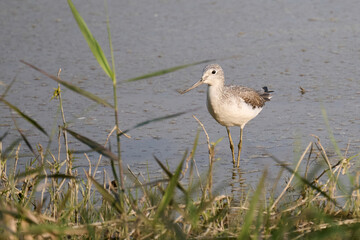common greenshank (Tringa nebularia) in Hong Kong Wetland Park at sunny day