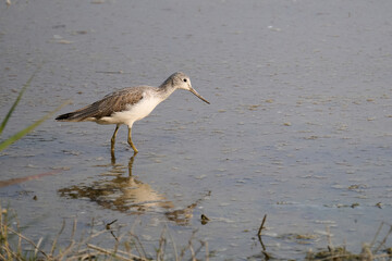common greenshank (Tringa nebularia) in Hong Kong Wetland Park at sunny day