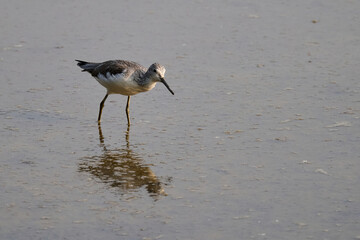 common greenshank (Tringa nebularia) in Hong Kong Wetland Park at sunny day