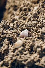 Close-up of seashells nestled in textured sandy terrain