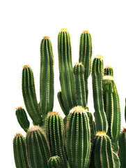 Isolated Cluster of Green Cactus