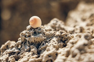 Close-up of a seashell on rugged coral under warm sunlight, highlighting textures and natural colors