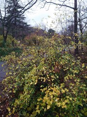 Yellow leaves in the Garden