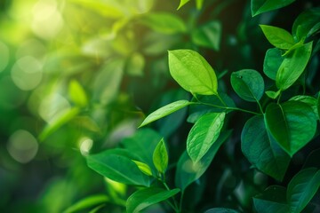 Obraz premium Nature of green leaf in garden at summer. Natural green leaves plants using as spring background. High quality photo