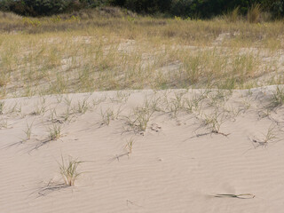 Wide view of grass growing from dunes at Antechamber Bay on Kangaroo Island, Australia