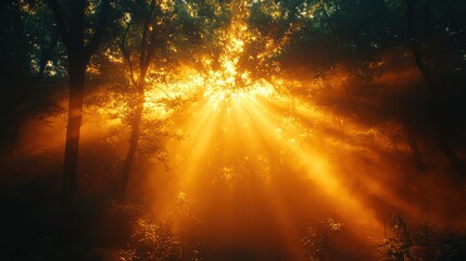 Obraz premium Golden Hour in the Enchanted Forest: Sunbeams Pierce the Mist