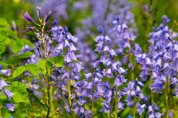 Obraz premium Vibrant cluster of bluebell flowers blooming in a sunny garden during spring
