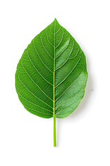 Obraz premium Green leaf isolated on white background