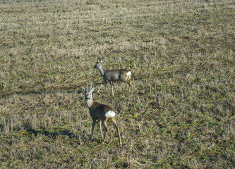 Roe deer walk in a country meadow in spring. In the expanses of Latgale.