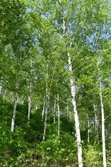 Obraz premium Scenery of a birch forest in Wondae-ri, Inje-gun, Korea, summer