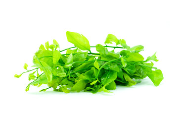 Heap of Pak Wan,Thai vegetable, Melientha suavis Pierre, isolated on white background closed up