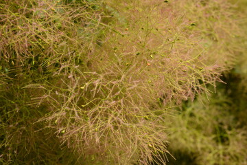 Skumpia leathery. Plant growing in the park of the city
