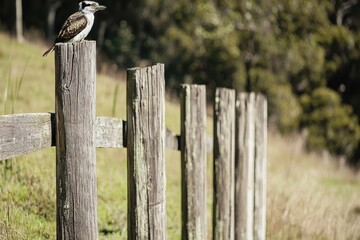 A kookaburra perched on a wooden fence post, its distinctive laughter echoing through the bushland