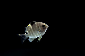 Blackspot sergeant (Abudefduf sordidus) juvenile, TL:25mm