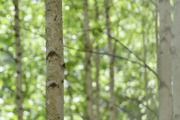 Scenery of a birch forest in Wondae-ri, Inje-gun, Korea, summer