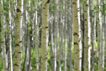 Fototapeta premium Scenery of a birch forest in Wondae-ri, Inje-gun, Korea, summer