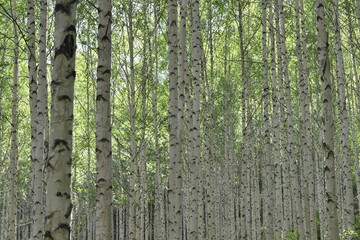 Scenery of a birch forest in Wondae-ri, Inje-gun, Korea, summer