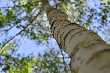 Fototapeta premium Scenery of a birch forest in Wondae-ri, Inje-gun, Korea, summer