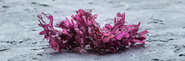 Irish sea moss, Chondrus crispus, edible seaweed, purple, on a black slate background