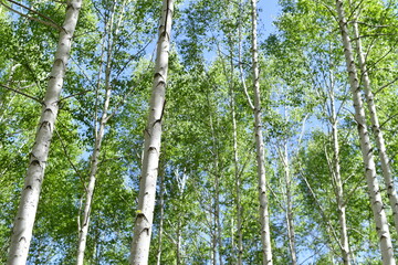 Scenery of a birch forest in Wondae-ri, Inje-gun, Korea, summer