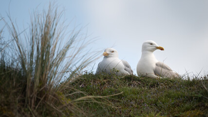 Larus argentatus - European herring gull - Goéland argenté
