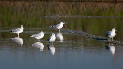 Larus argentatus - European herring gull - Goéland argenté