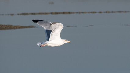 Larus argentatus - European herring gull - Goéland argenté