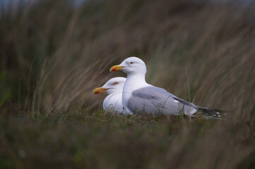 Larus argentatus - European herring gull - Goéland argenté