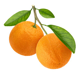 Orange branch isolated on white background with clipping path
