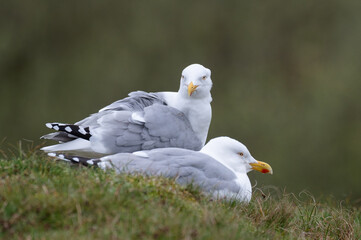 Larus argentatus - European herring gull - Goéland argenté
