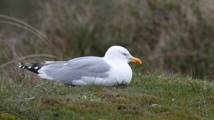 Larus argentatus - European herring gull - Goéland argenté