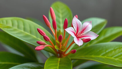 Fototapeta premium pink lotus flower