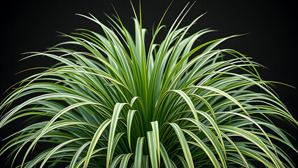 Fototapeta premium green plant