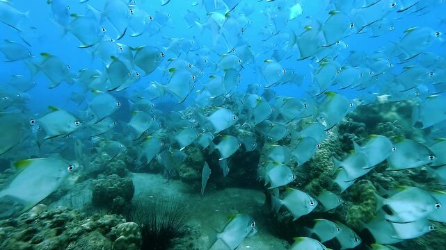 Shoal of dartfish gliding above a vibrant coral reef. Their slender bodies and streamlined fins allow them to swim gracefully in the warm tropical waters of Thailand.