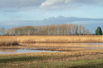 Obraz premium Reed bed and marsh habitat with bare trees in winter