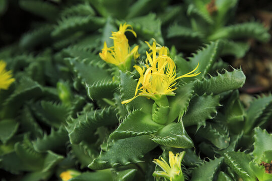 꽃,다육식물,선인장,사해파,Faucaria tigrina,온실,식물원,한국