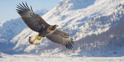 Fototapeta premium A stunning eagle in flight against a backdrop of snow-capped mountains.