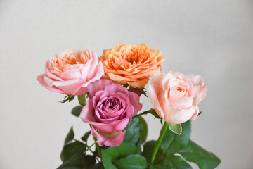 Fototapeta premium カラフルな薔薇