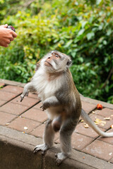 Man feeding wild Macaca fascicularis, crab-eating macaque, long-tailed macaque on the road in Bali, Indonesia. Close up. Cute Monkey. Animal in wild nature