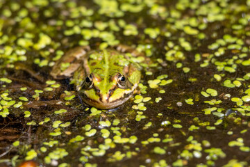 Grüner Frosch sitzt zwischen dichtem Wasserlinsenbewuchs im Teich