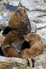 Lion de mer, femelle, mâle, Otaria flavescens, Iles Falkland, Malouines