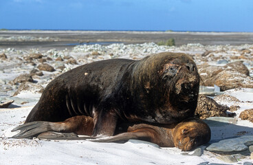 Lion de mer, femelle, mâle, Otaria flavescens, Iles Falkland, Malouines